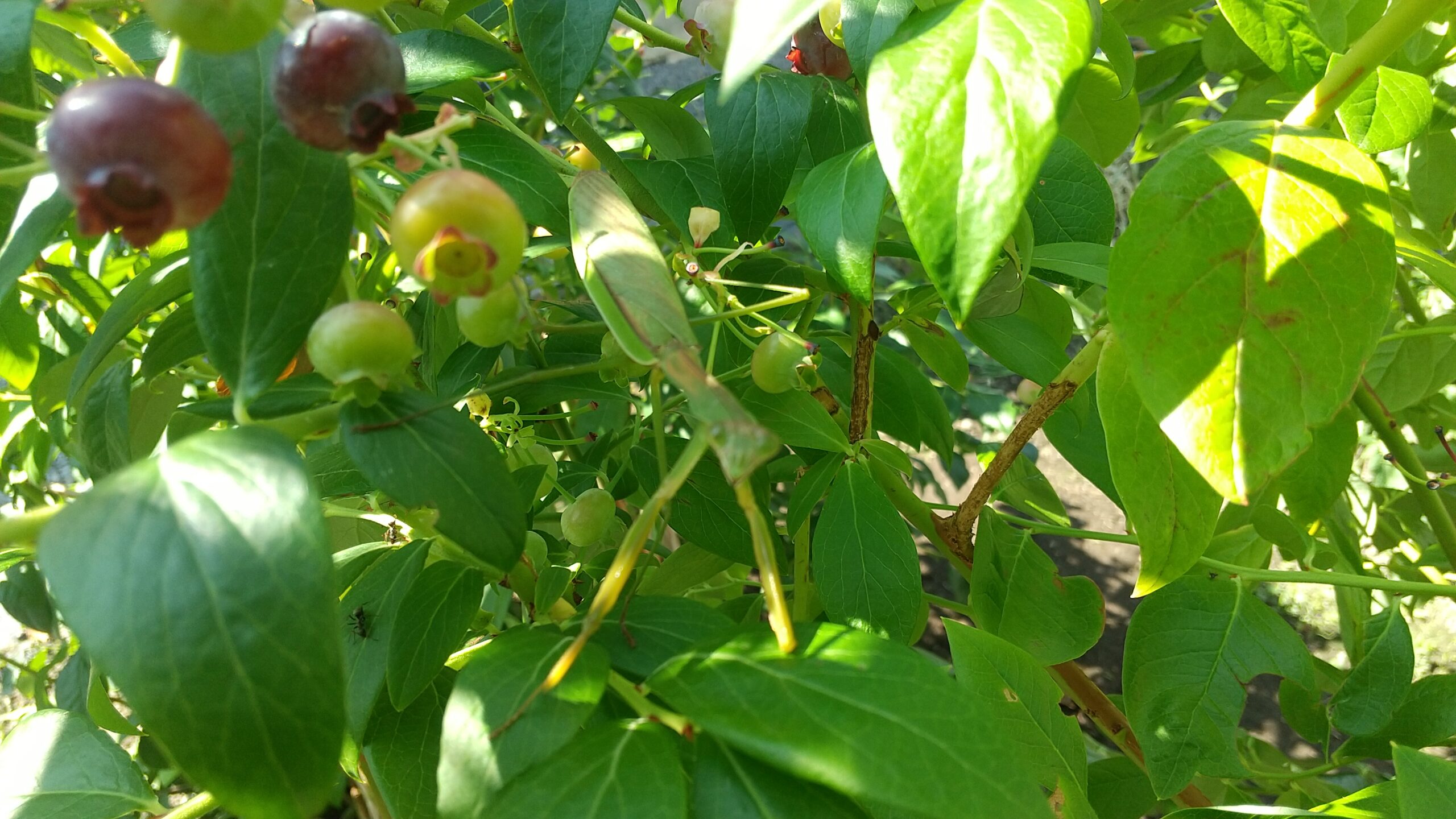 北海道にカマキリが！！
