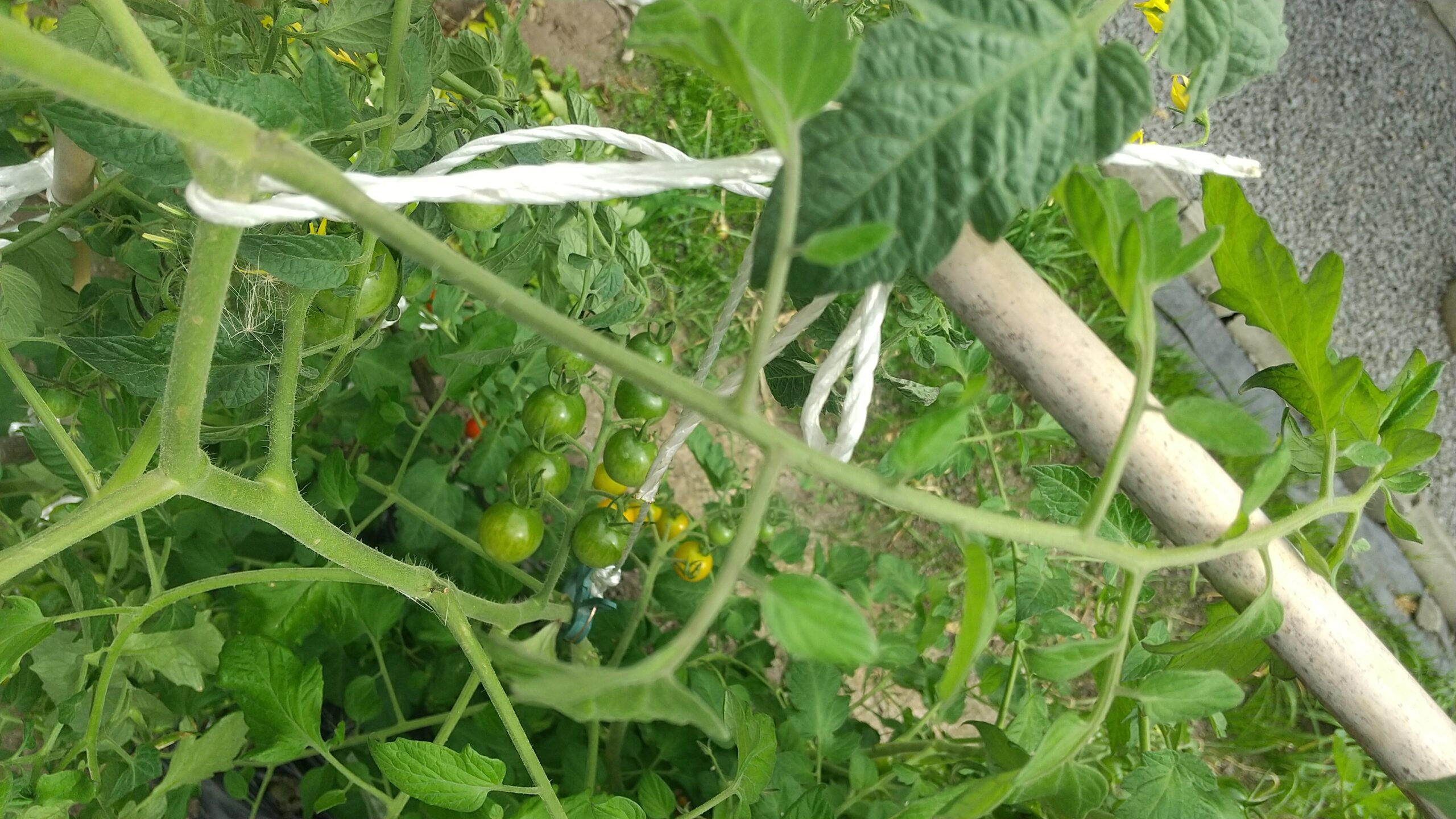 夏野菜